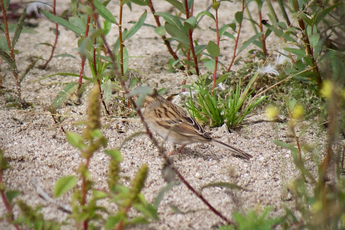 Clay-colored Sparrow - ML624246106