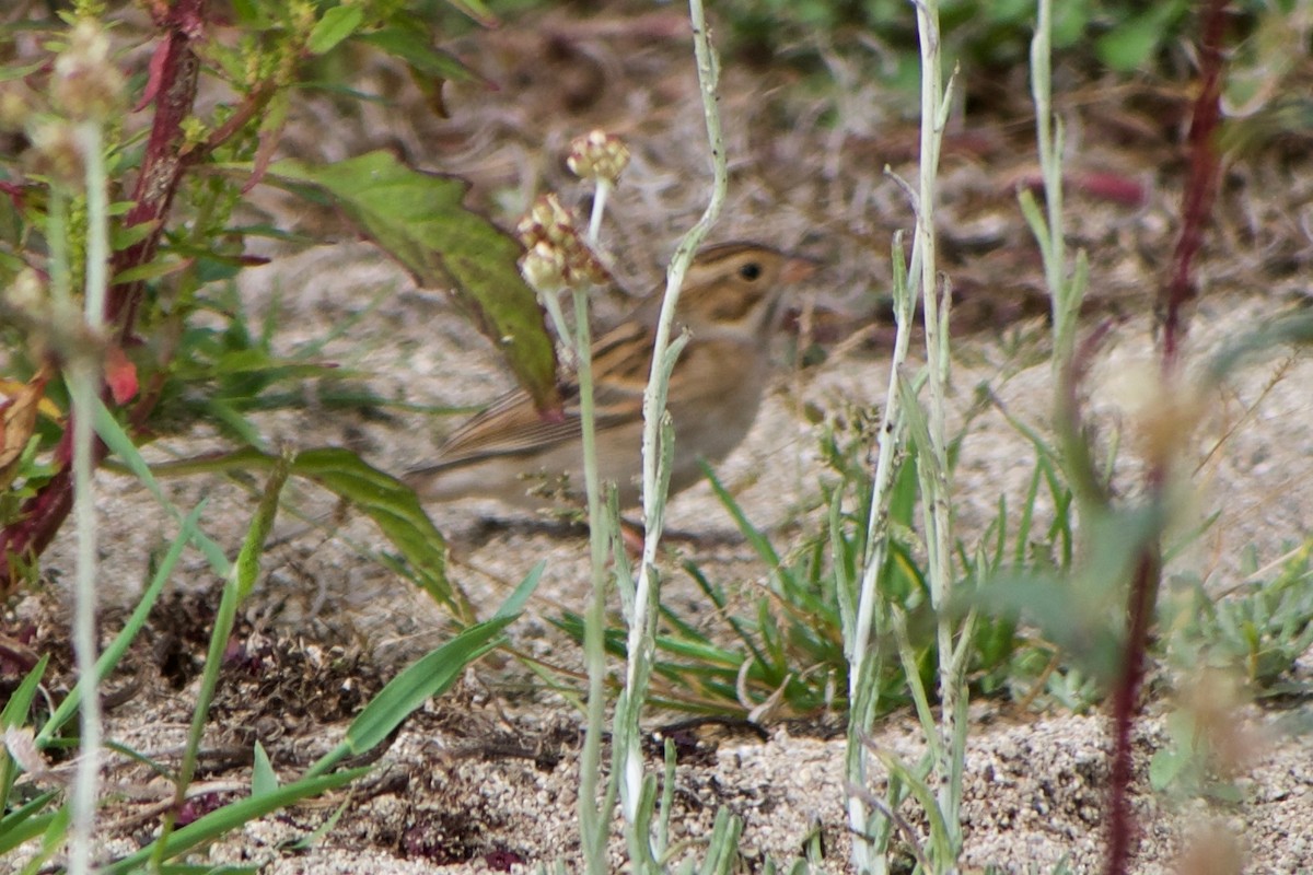 Clay-colored Sparrow - ML624246113