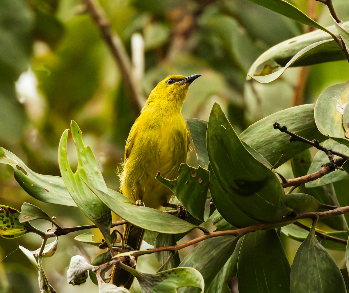 Yellow Honeyeater - ML624246116