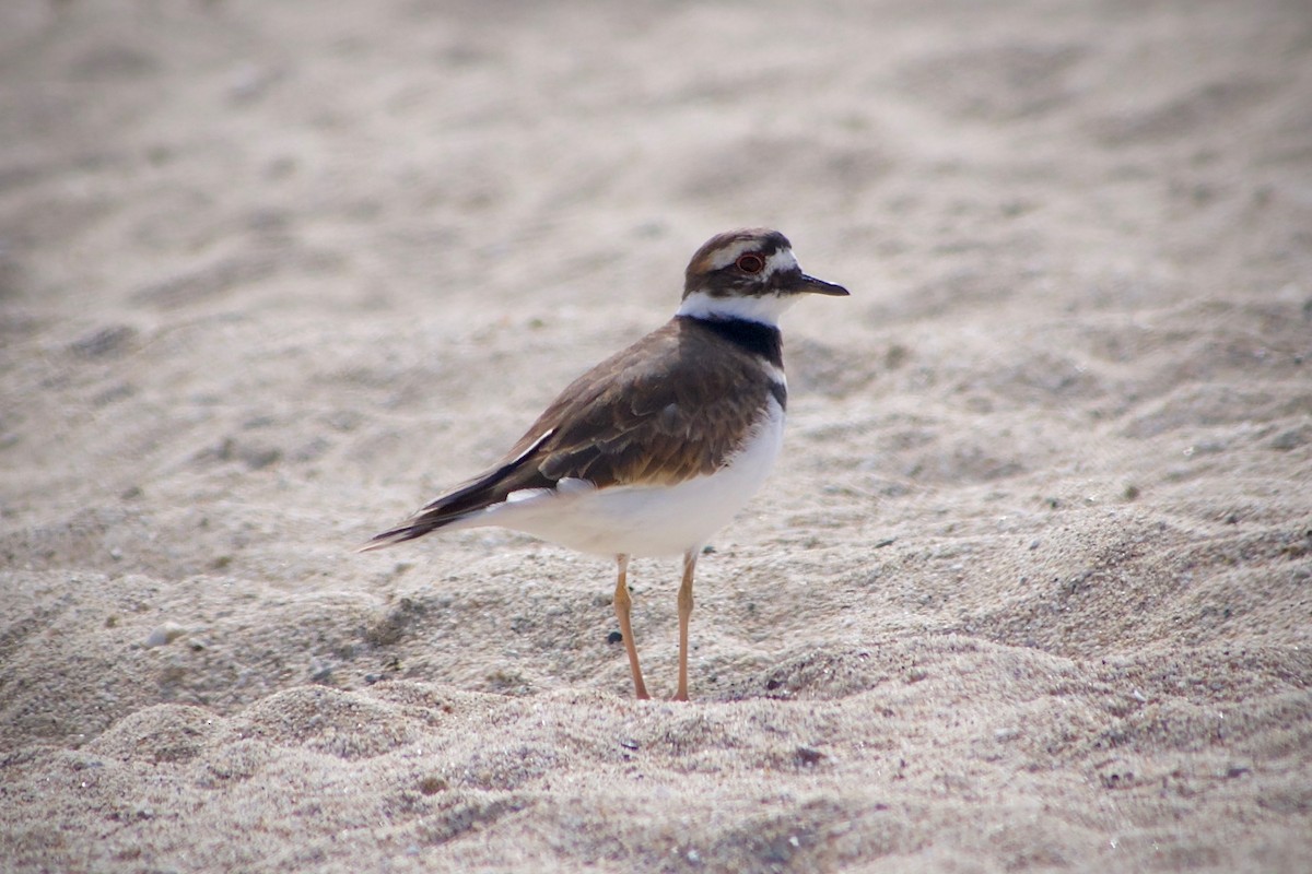 Killdeer - ML624246128