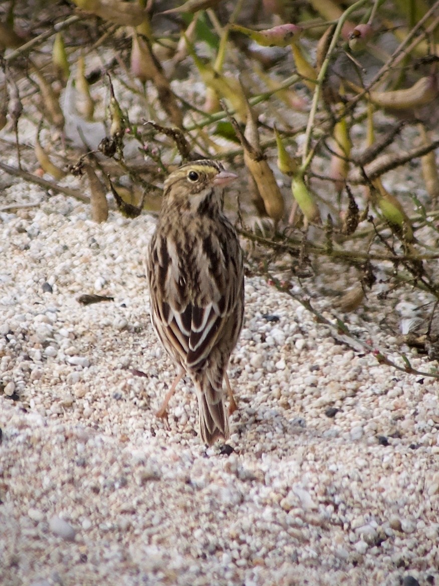 Savannah Sparrow - ML624246133