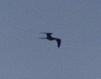 Magnificent Frigatebird - ML624246134