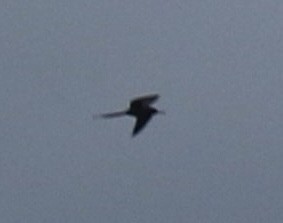 Magnificent Frigatebird - ML624246135