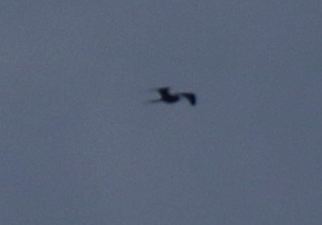 Magnificent Frigatebird - Ken Hare