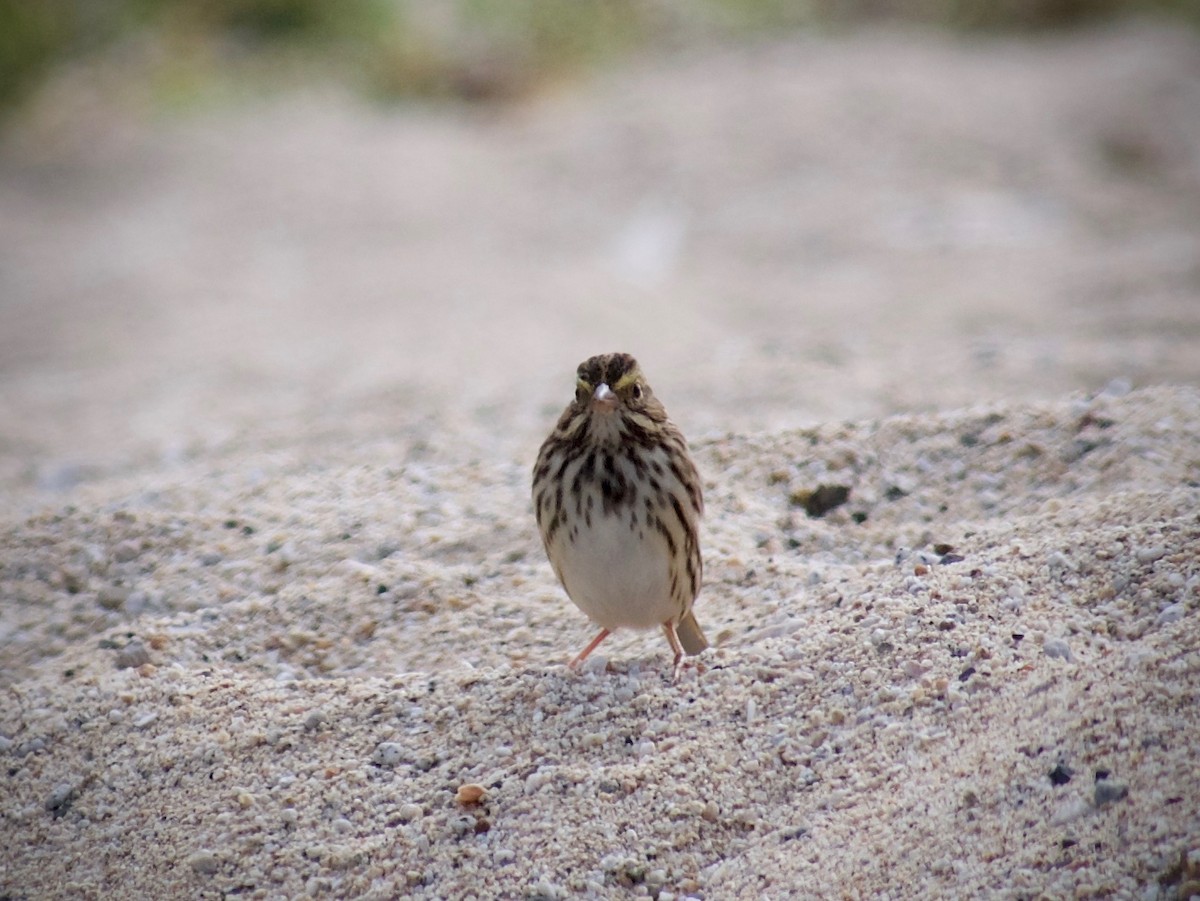 Savannah Sparrow - ML624246138