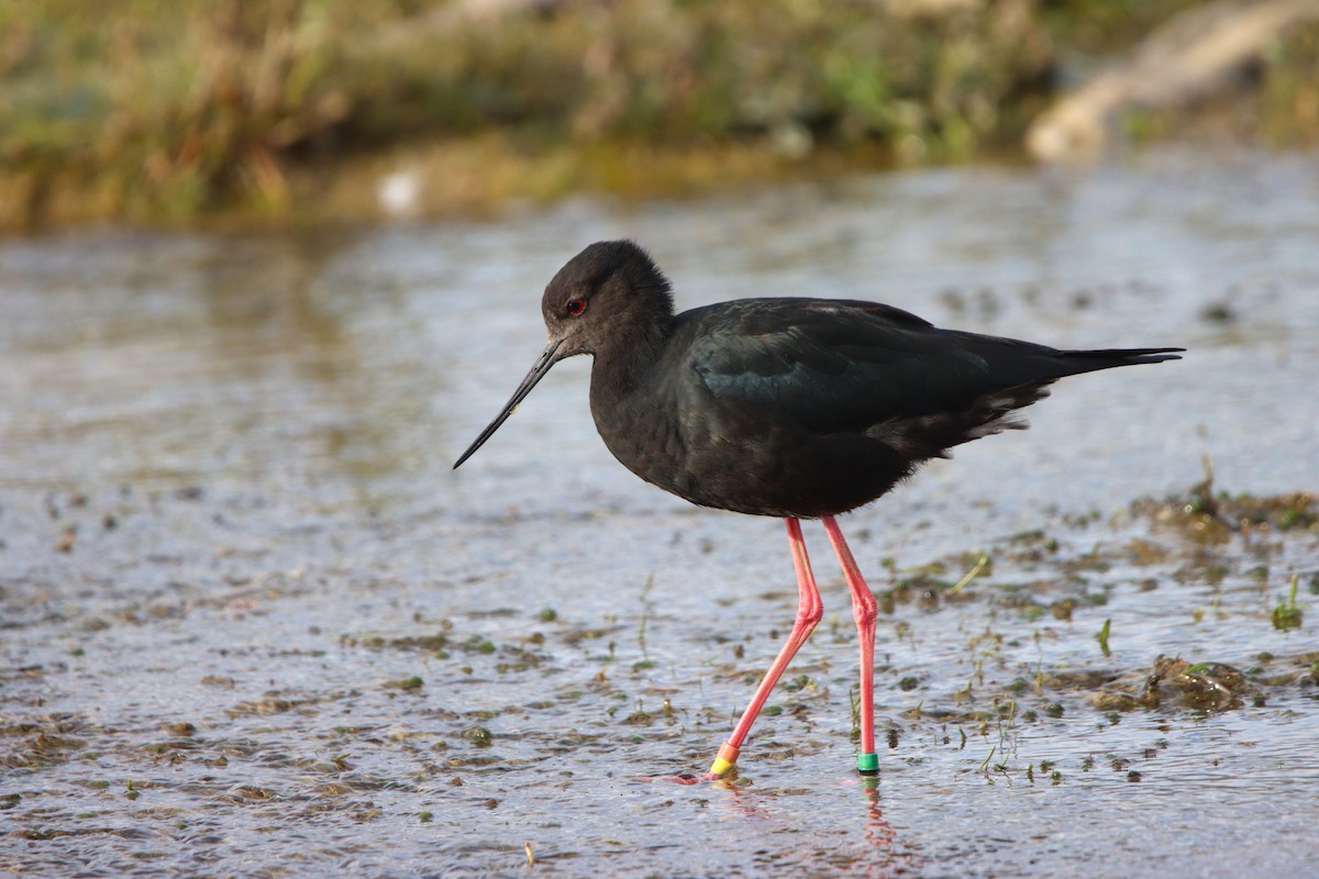 Black Stilt - ML624246140