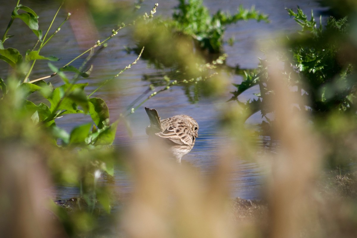 Vesper Sparrow - ML624246141