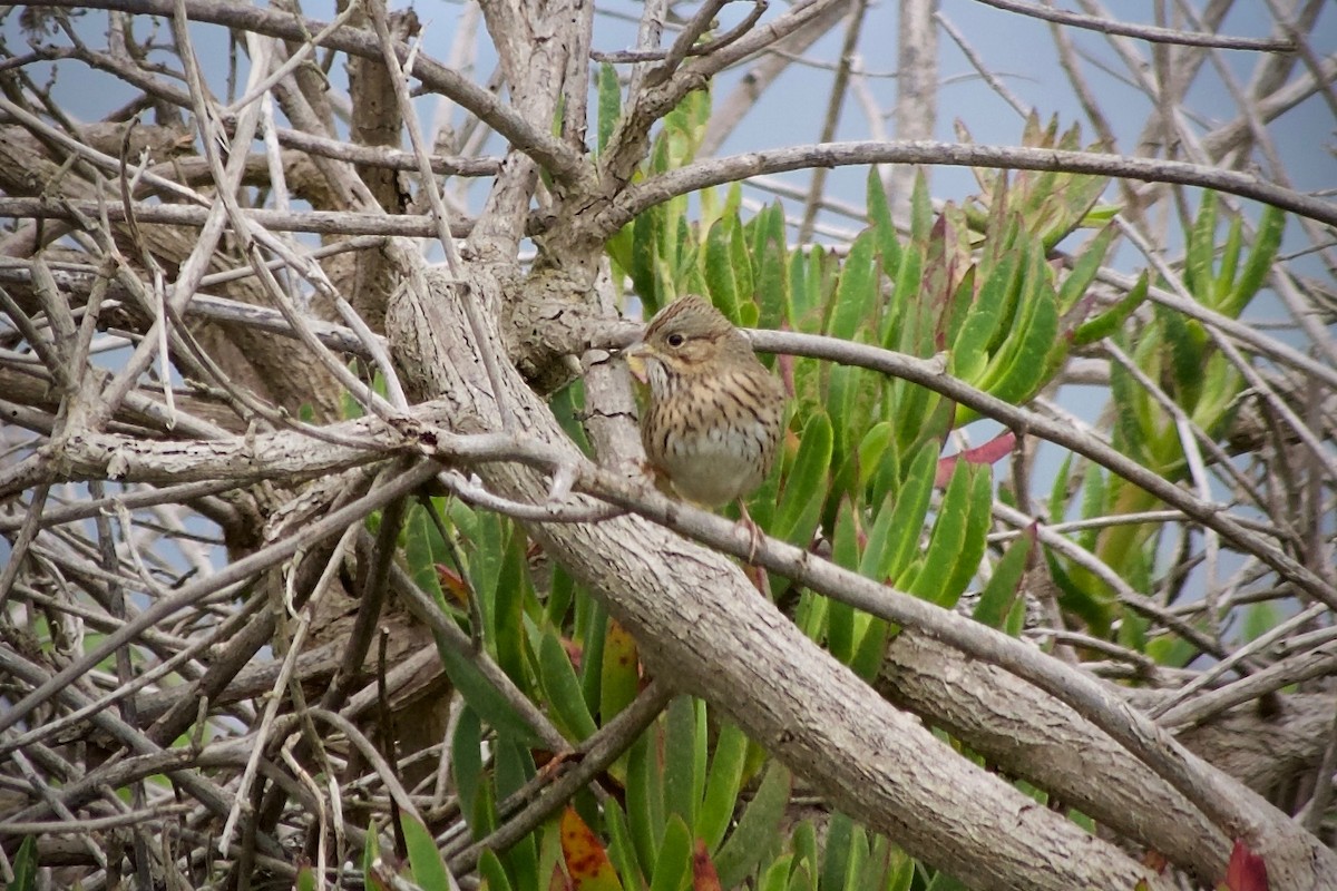 Lincoln's Sparrow - ML624246143