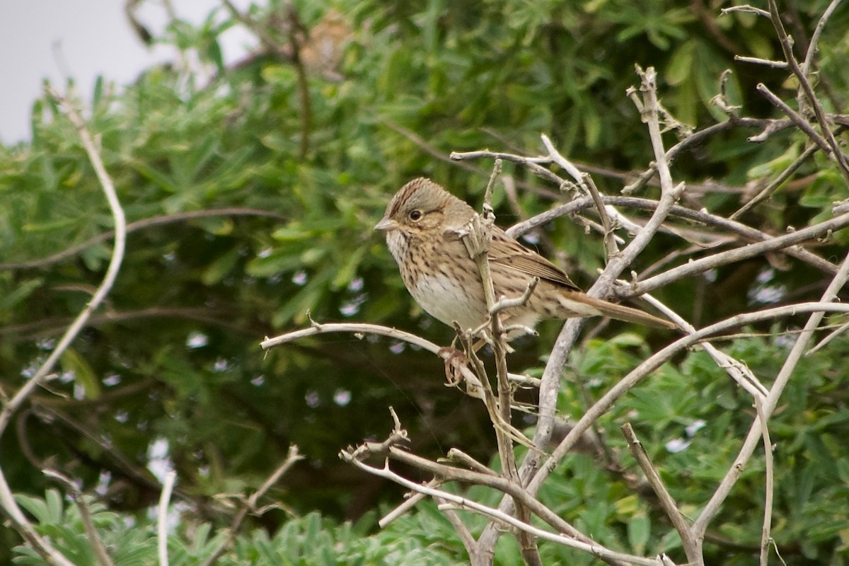 Lincoln's Sparrow - ML624246148