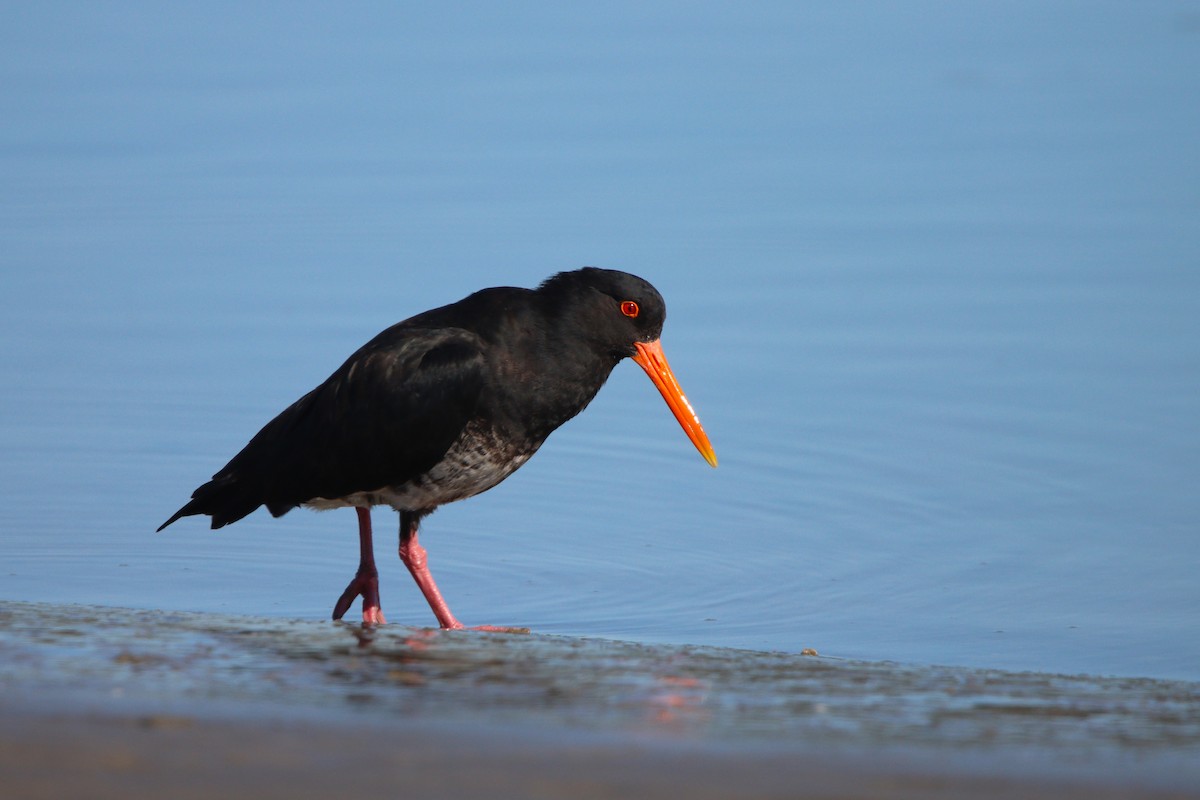 Variable Oystercatcher - ML624246151