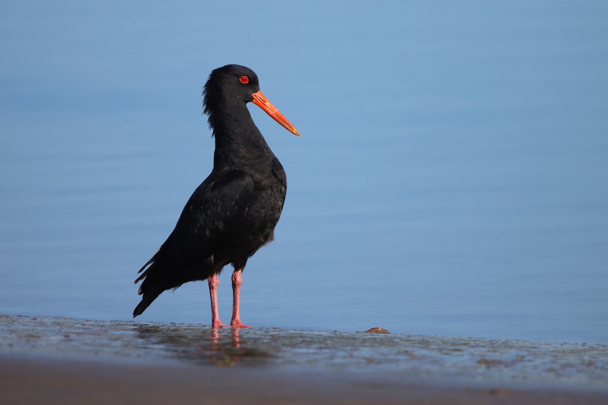 Variable Oystercatcher - ML624246152