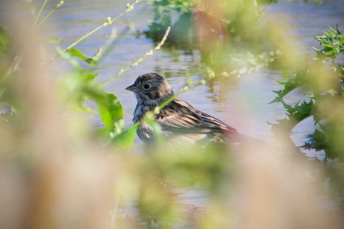 Vesper Sparrow - ML624246153