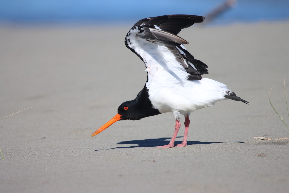 South Island Oystercatcher - ML624246154