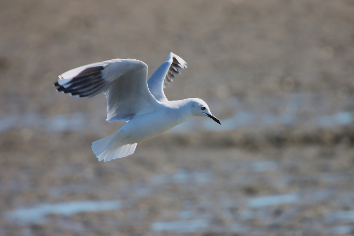 Black-billed Gull - ML624246159