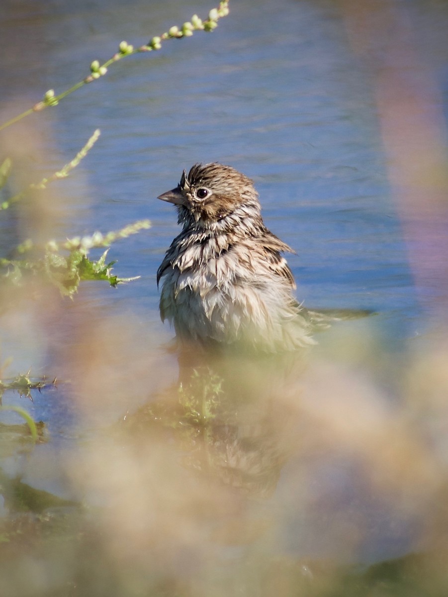 Vesper Sparrow - ML624246161