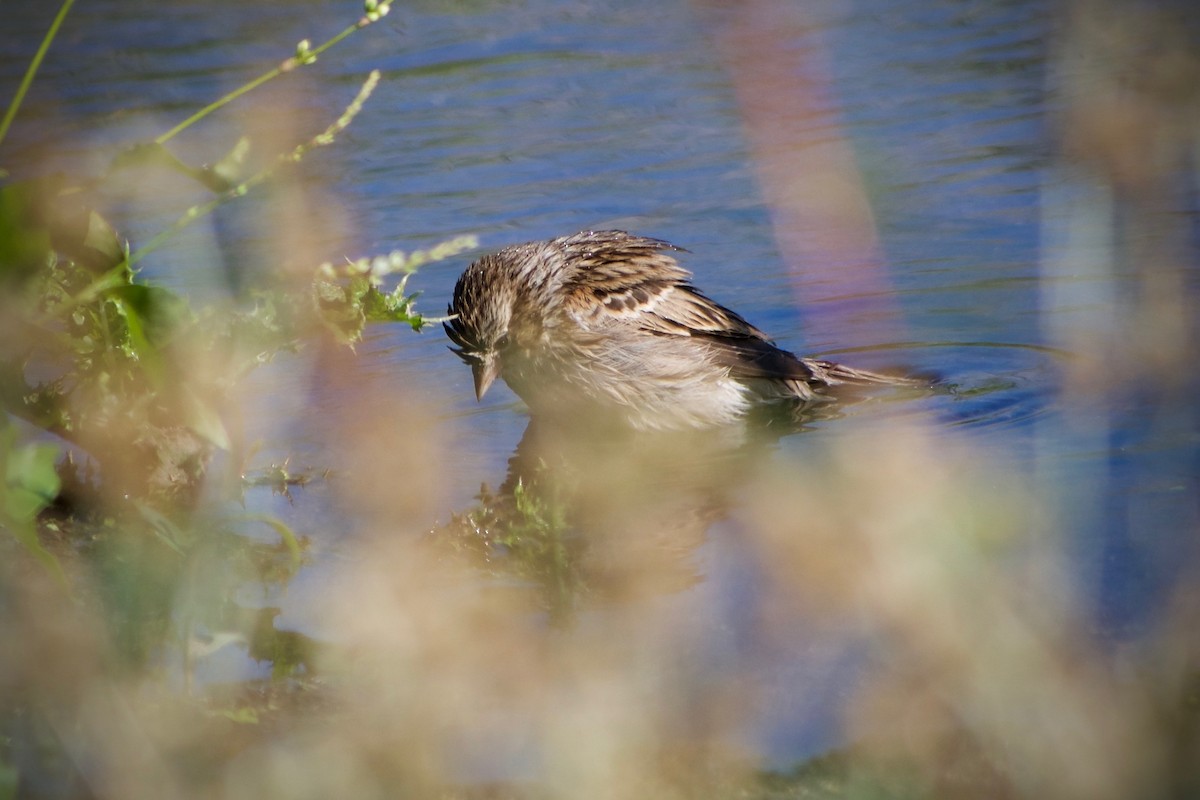 Vesper Sparrow - ML624246163