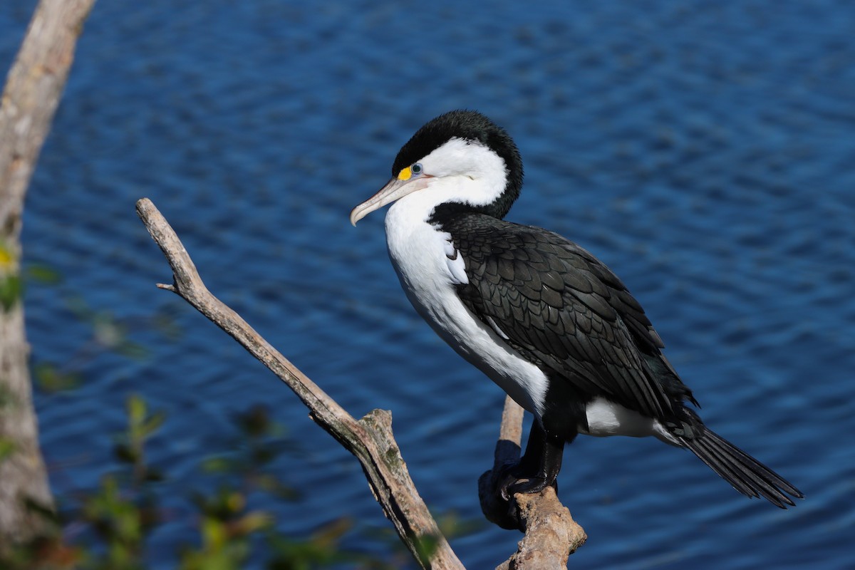 Pied Cormorant - Noah Fenwick