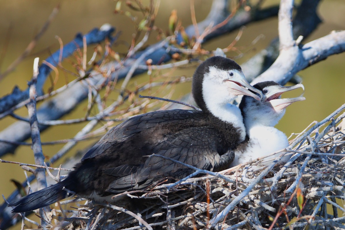 Pied Cormorant - Noah Fenwick