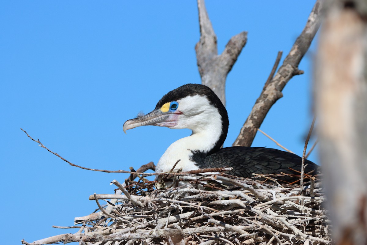 Pied Cormorant - Noah Fenwick