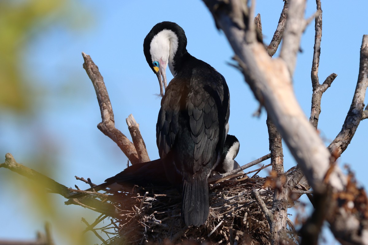 Pied Cormorant - ML624246167