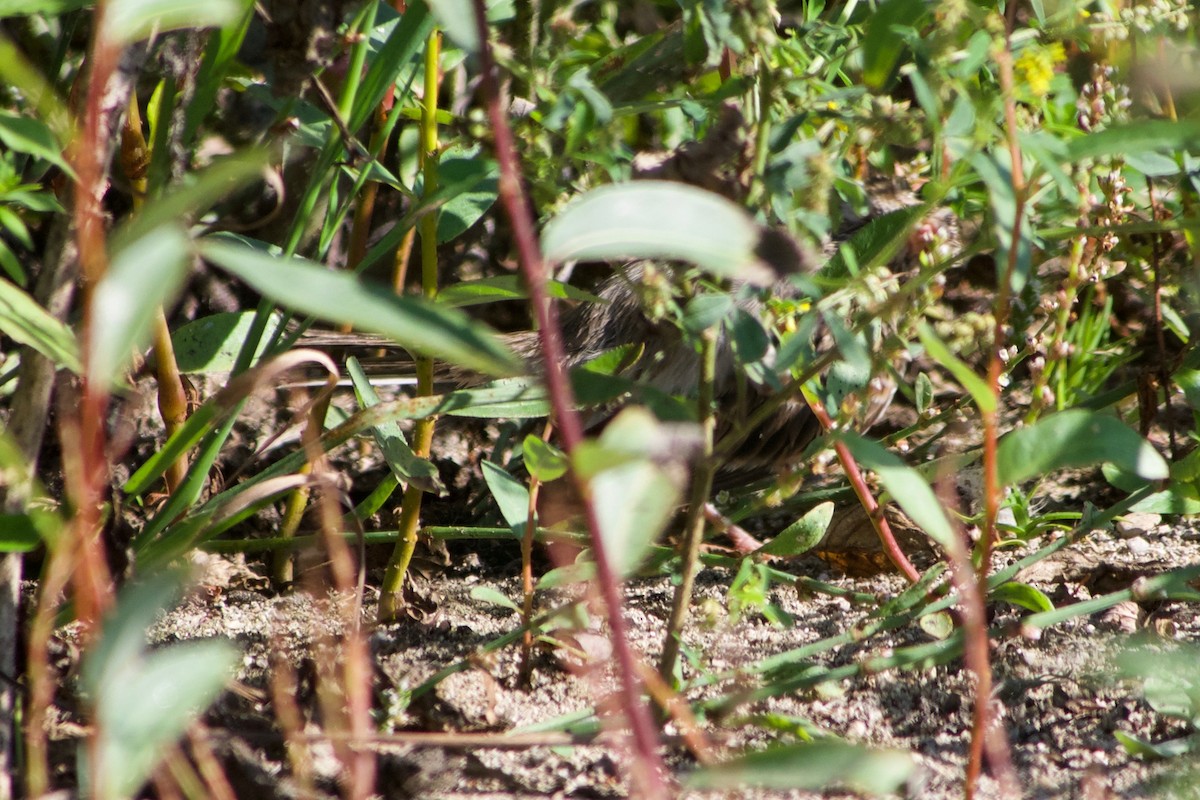 Vesper Sparrow - ML624246168