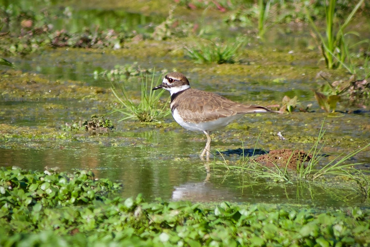 Killdeer - ML624246172