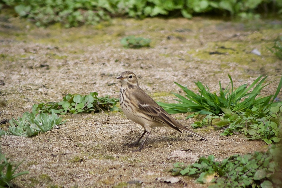 American Pipit - Richard Bradus