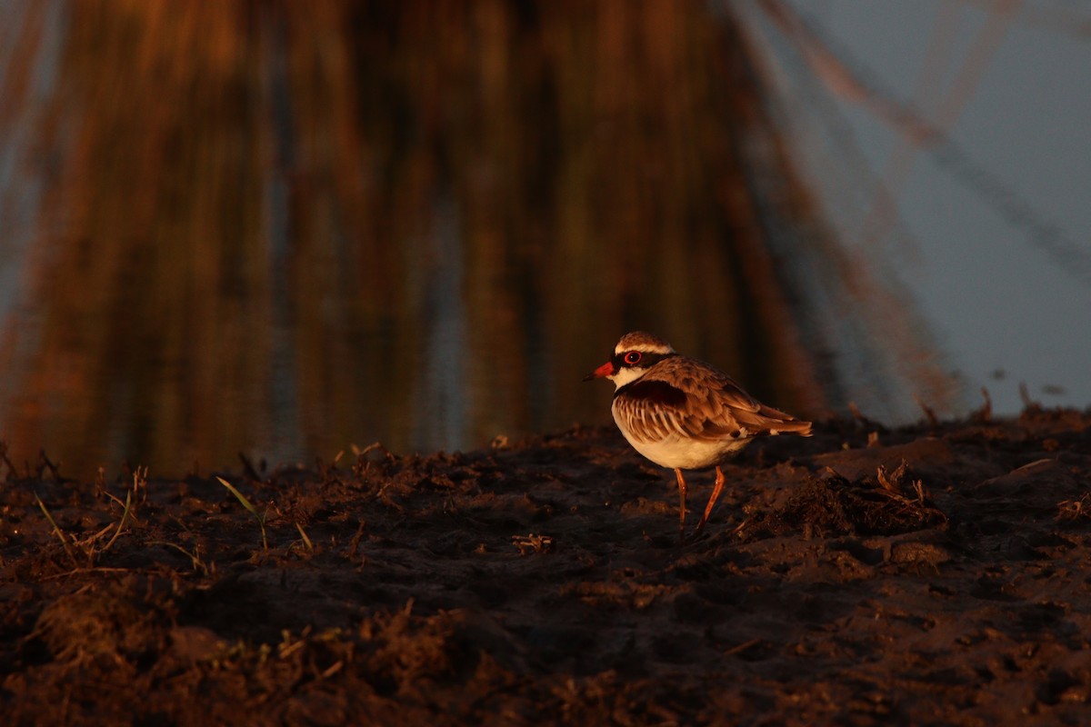 Black-fronted Dotterel - ML624246178