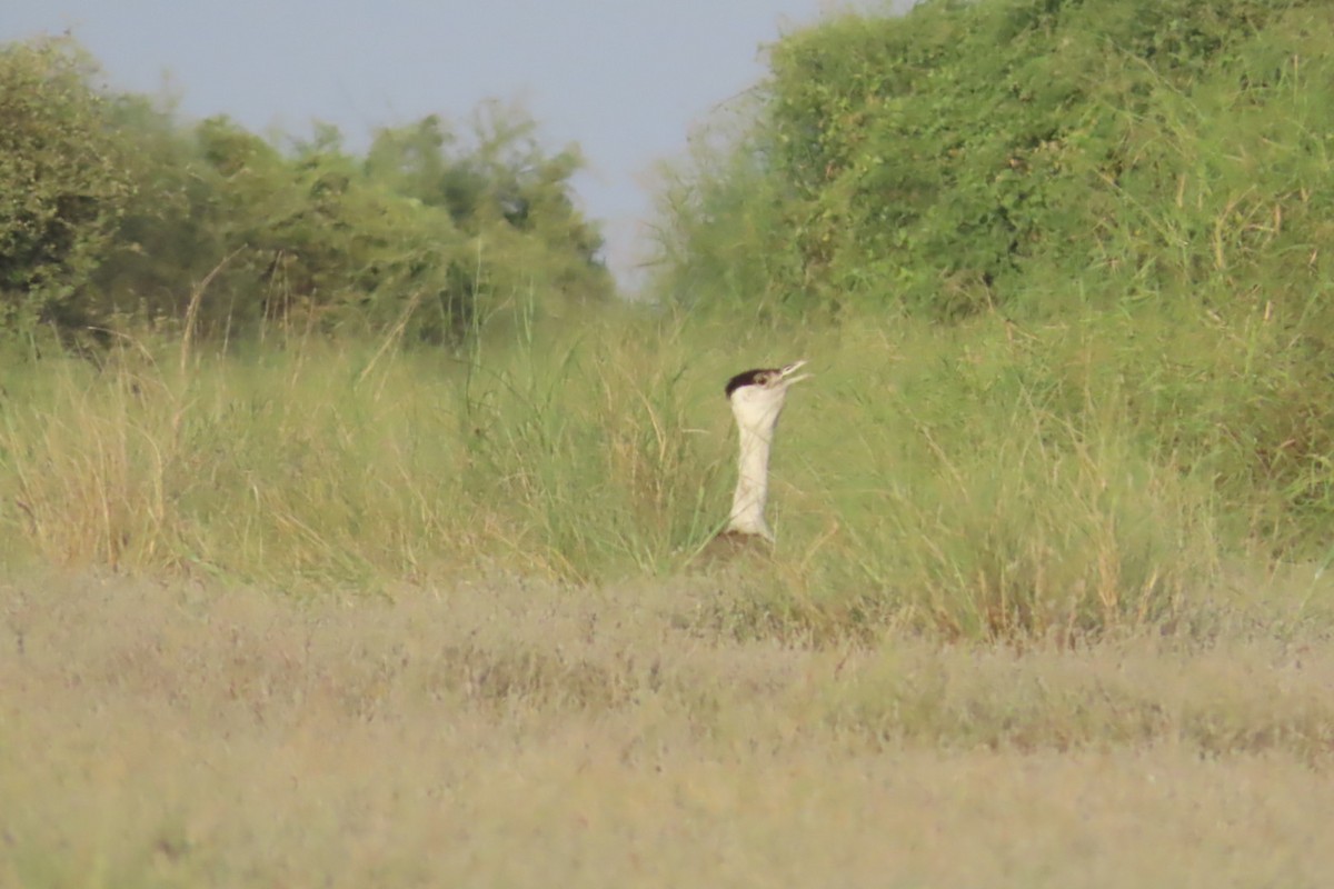 Great Indian Bustard - ML624246180