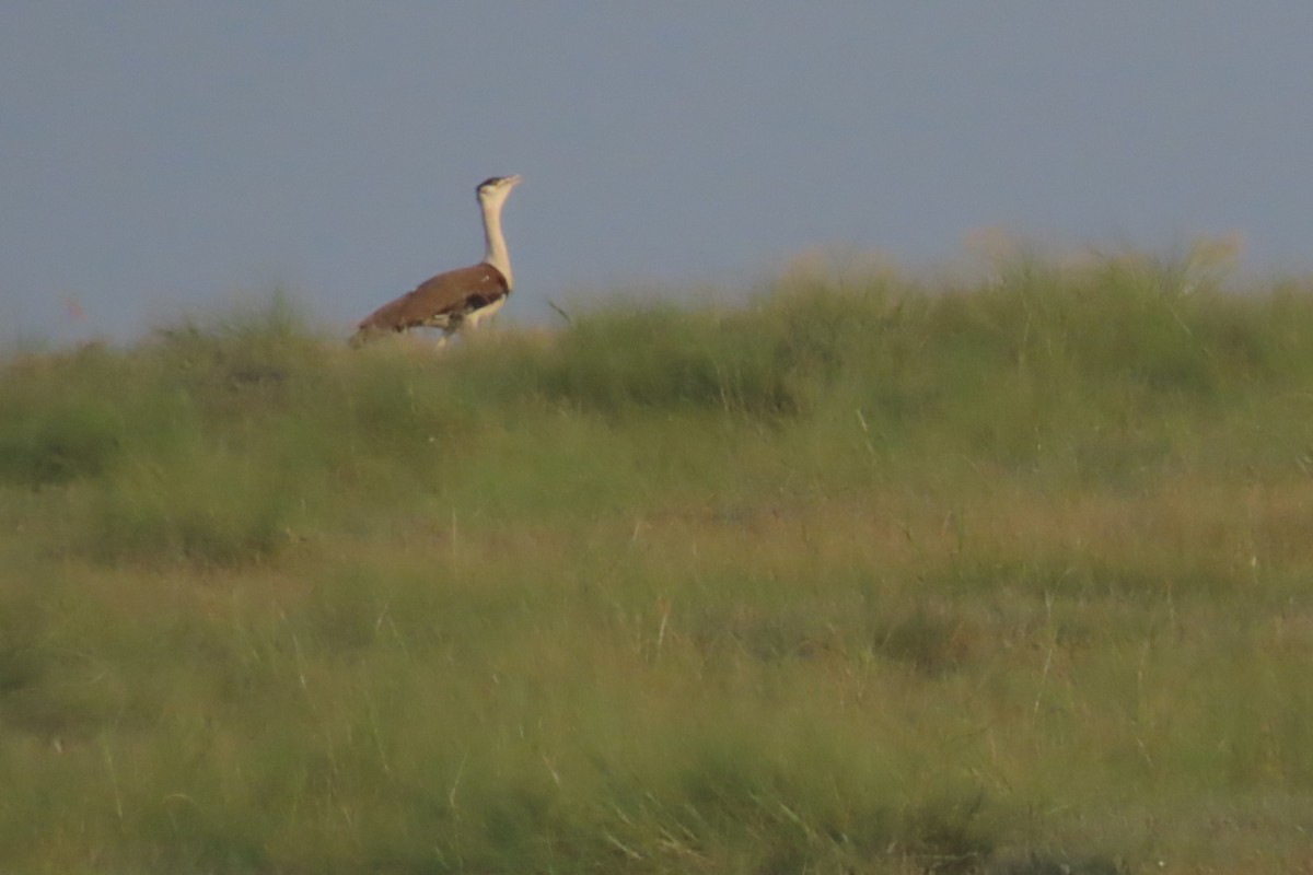 Great Indian Bustard - ML624246181