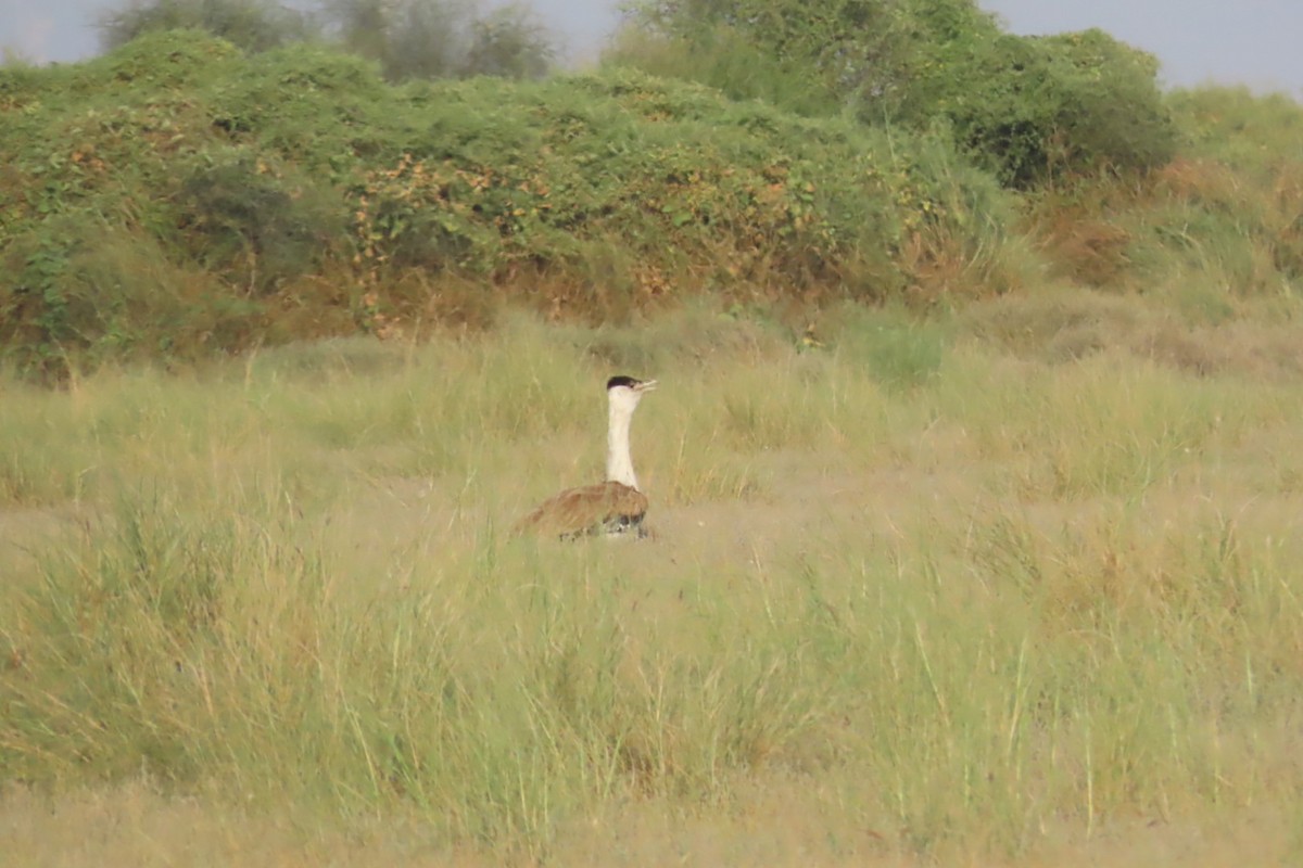 Great Indian Bustard - ML624246182