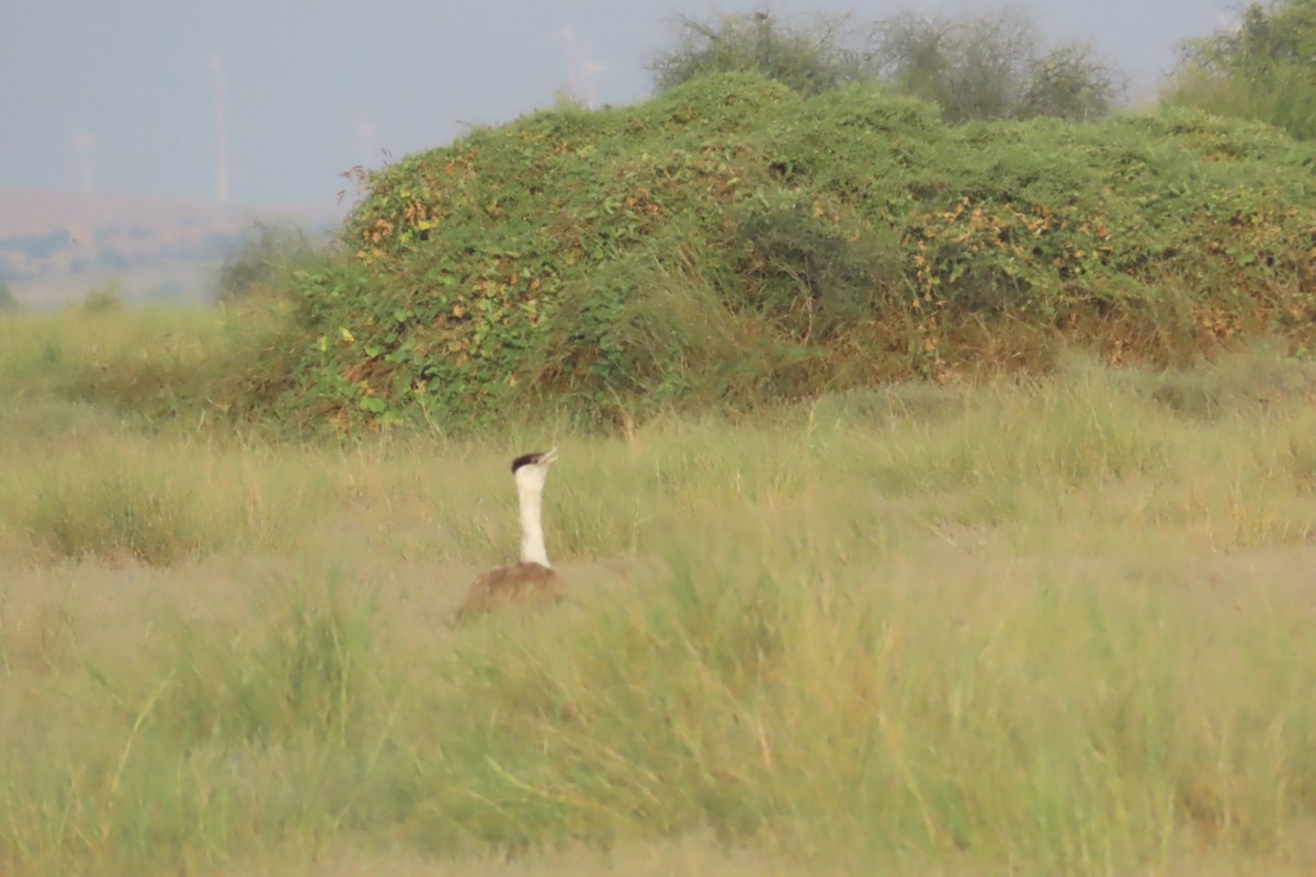 Great Indian Bustard - ML624246183