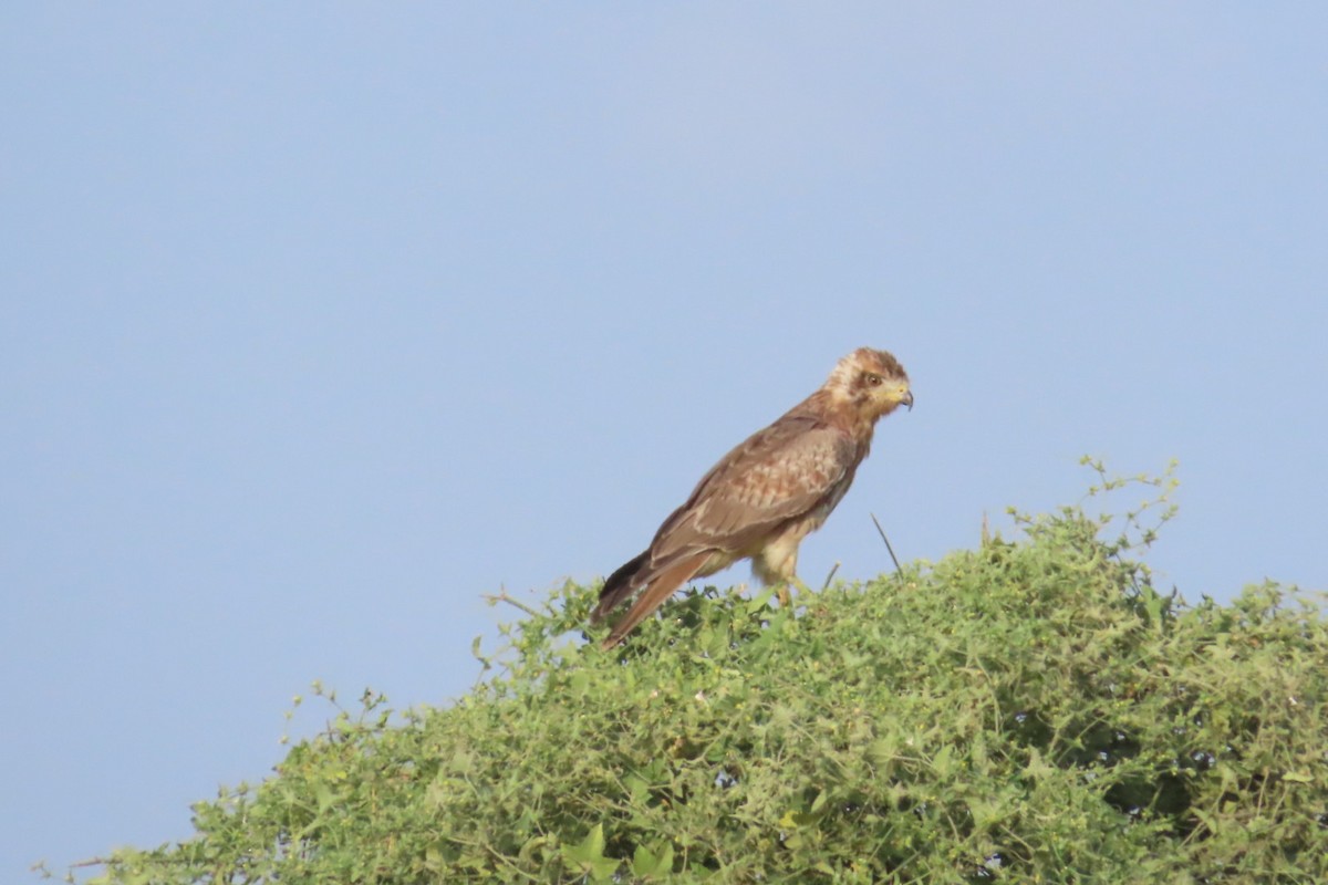 White-eyed Buzzard - ML624246194