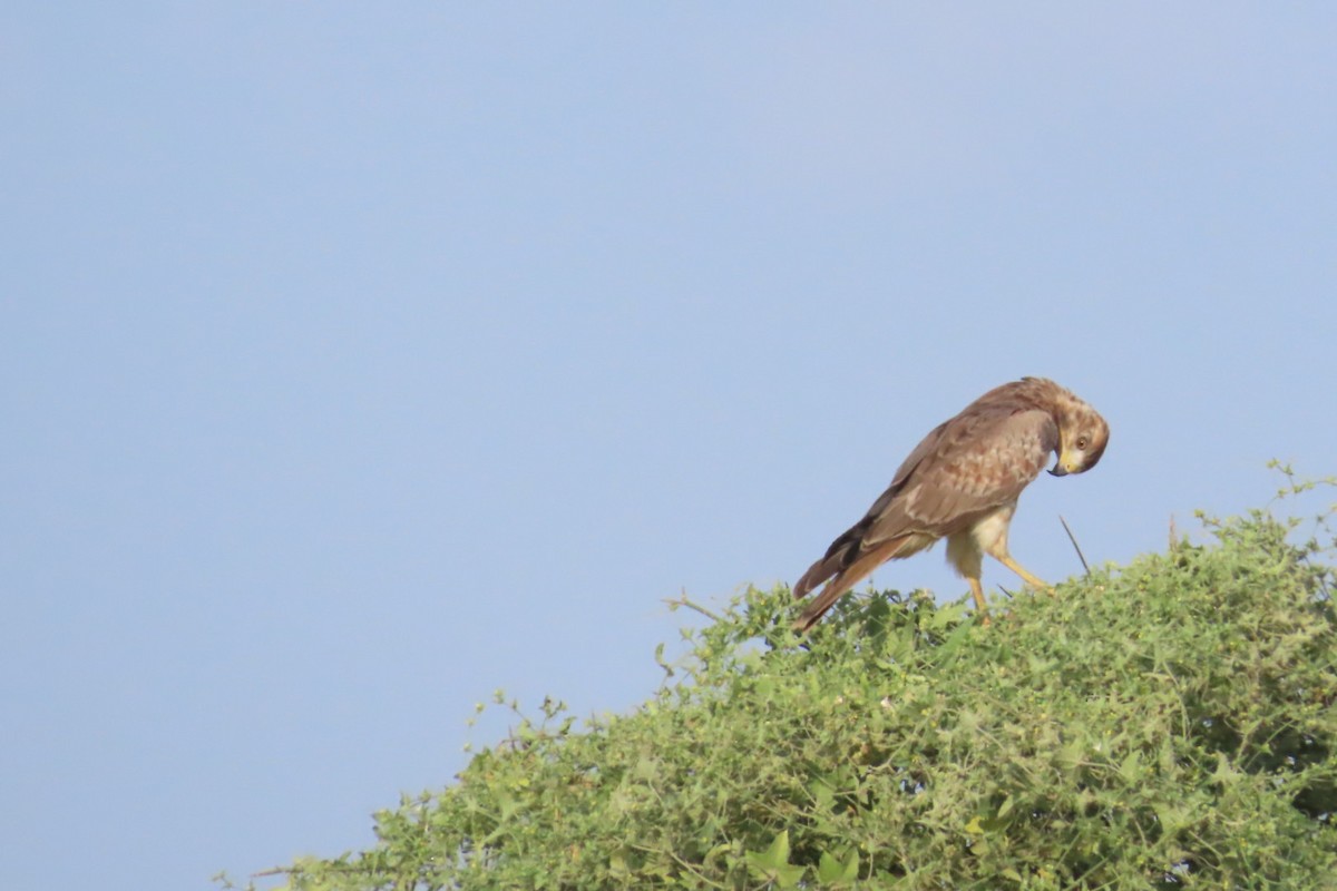 White-eyed Buzzard - ML624246195