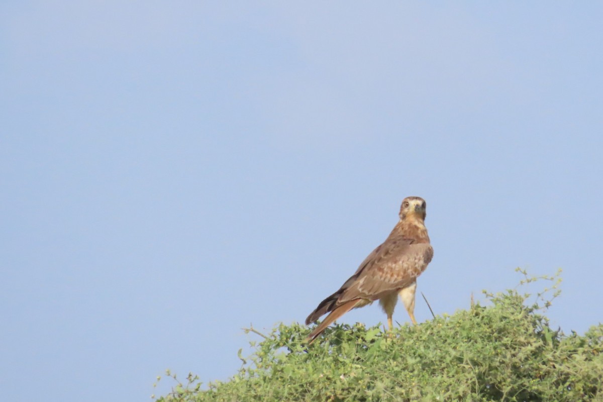 White-eyed Buzzard - ML624246196