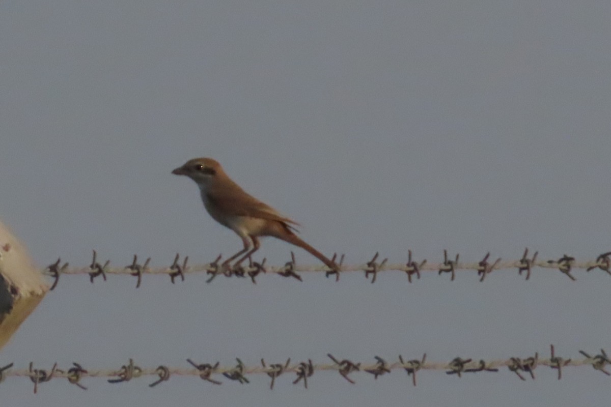 Isabelline Shrike - ML624246204