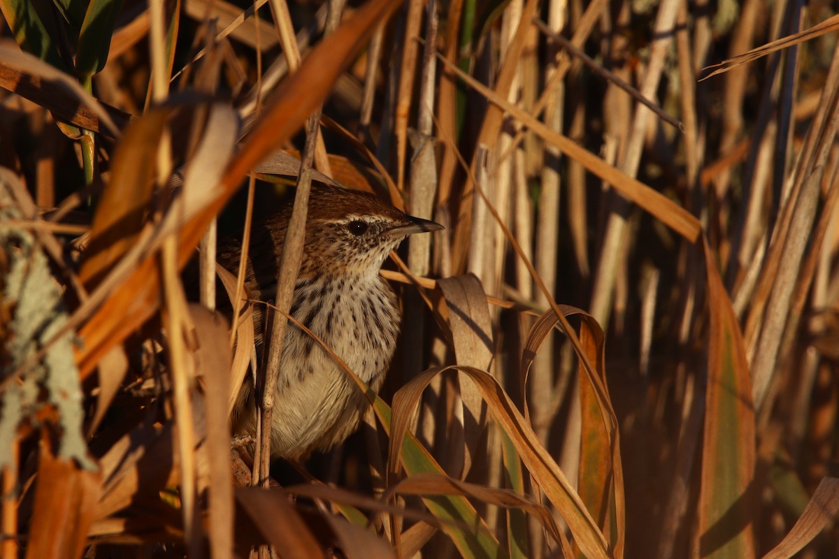 New Zealand Fernbird - Noah Fenwick