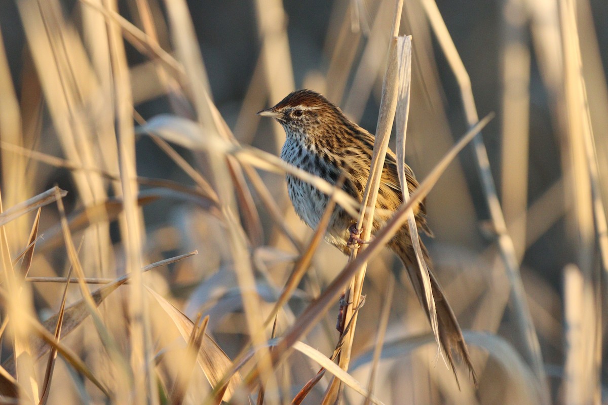 New Zealand Fernbird - ML624246221