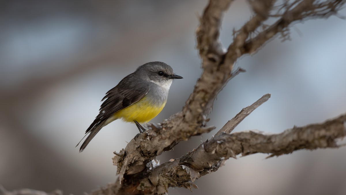 Western Yellow Robin - ML624246225