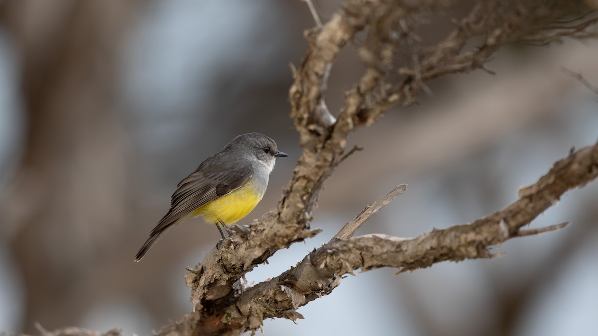 Western Yellow Robin - ML624246226