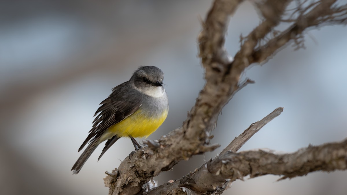 Western Yellow Robin - ML624246227