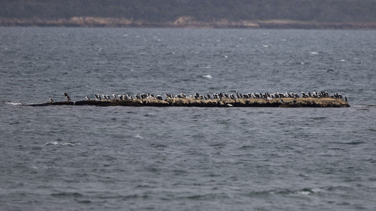 Black-faced Cormorant - ML624246229