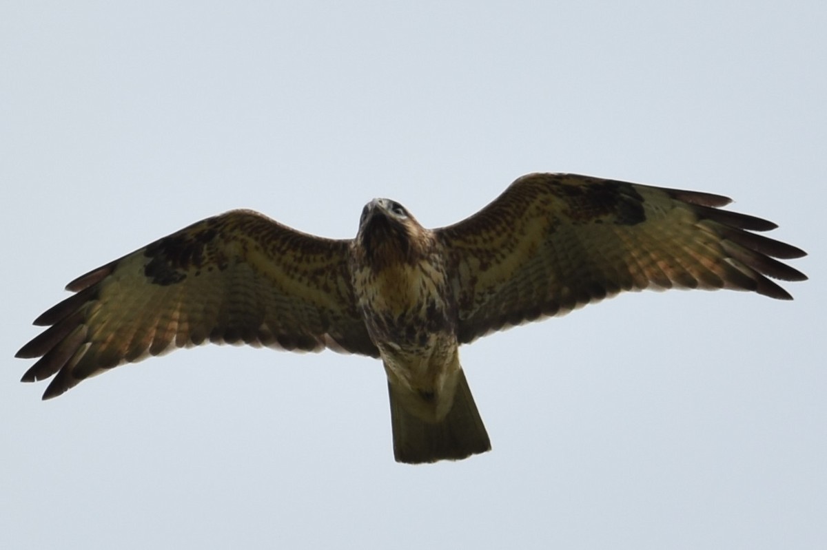 Eastern Buzzard - ML624246241