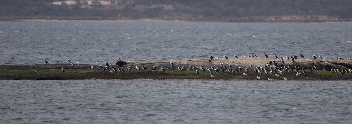 Black-faced Cormorant - ML624246245