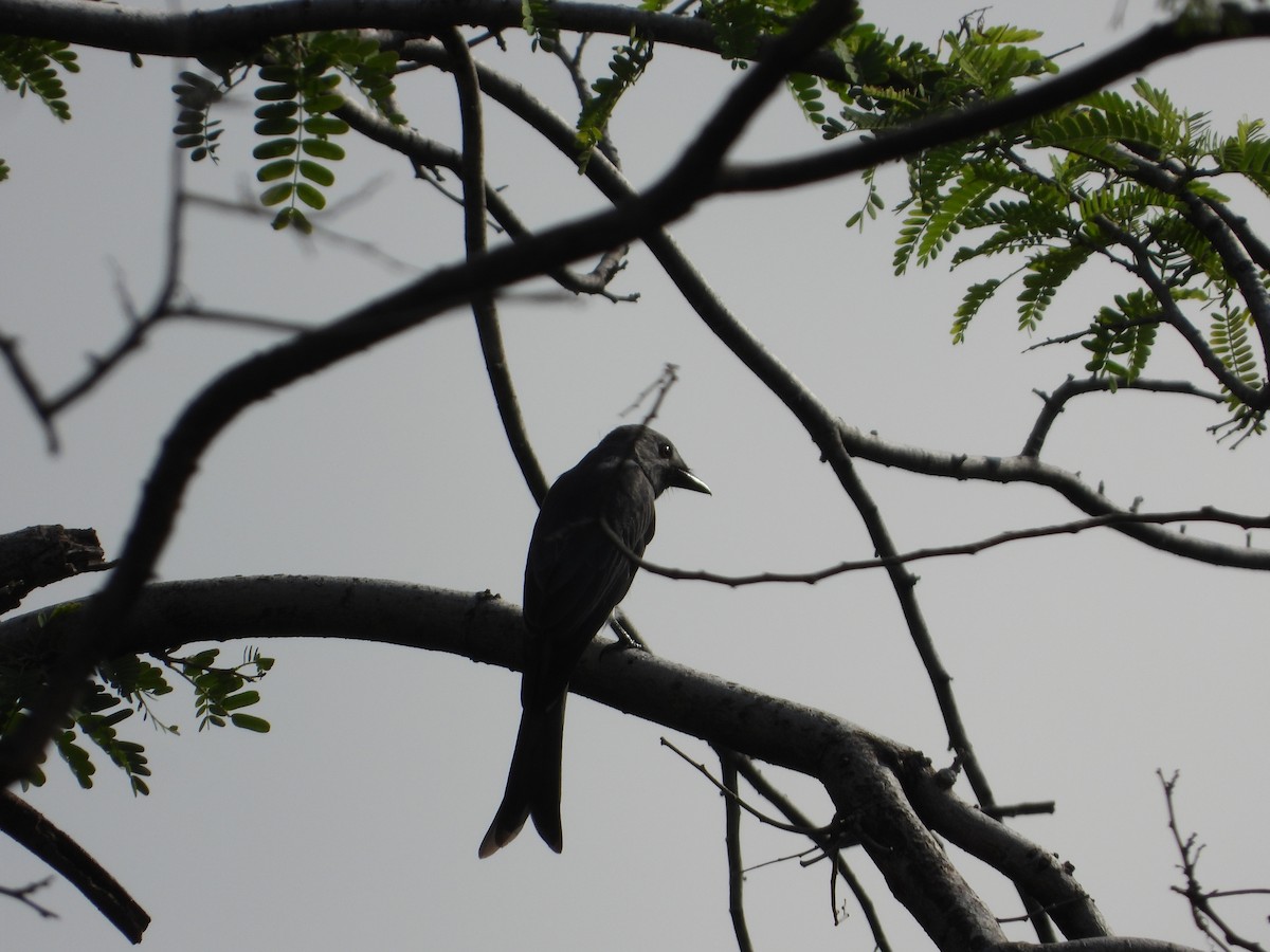 Ashy Drongo - ML624246287