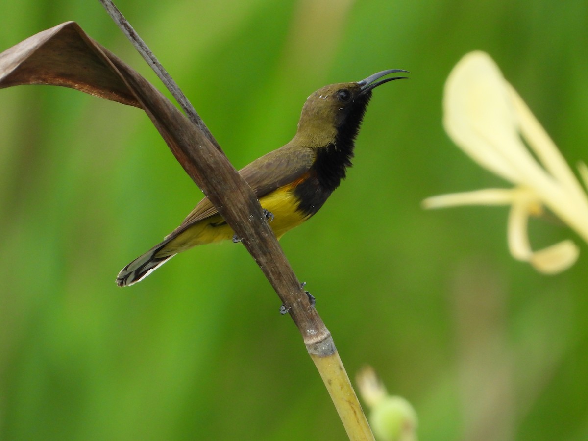 Ornate Sunbird - ML624246300