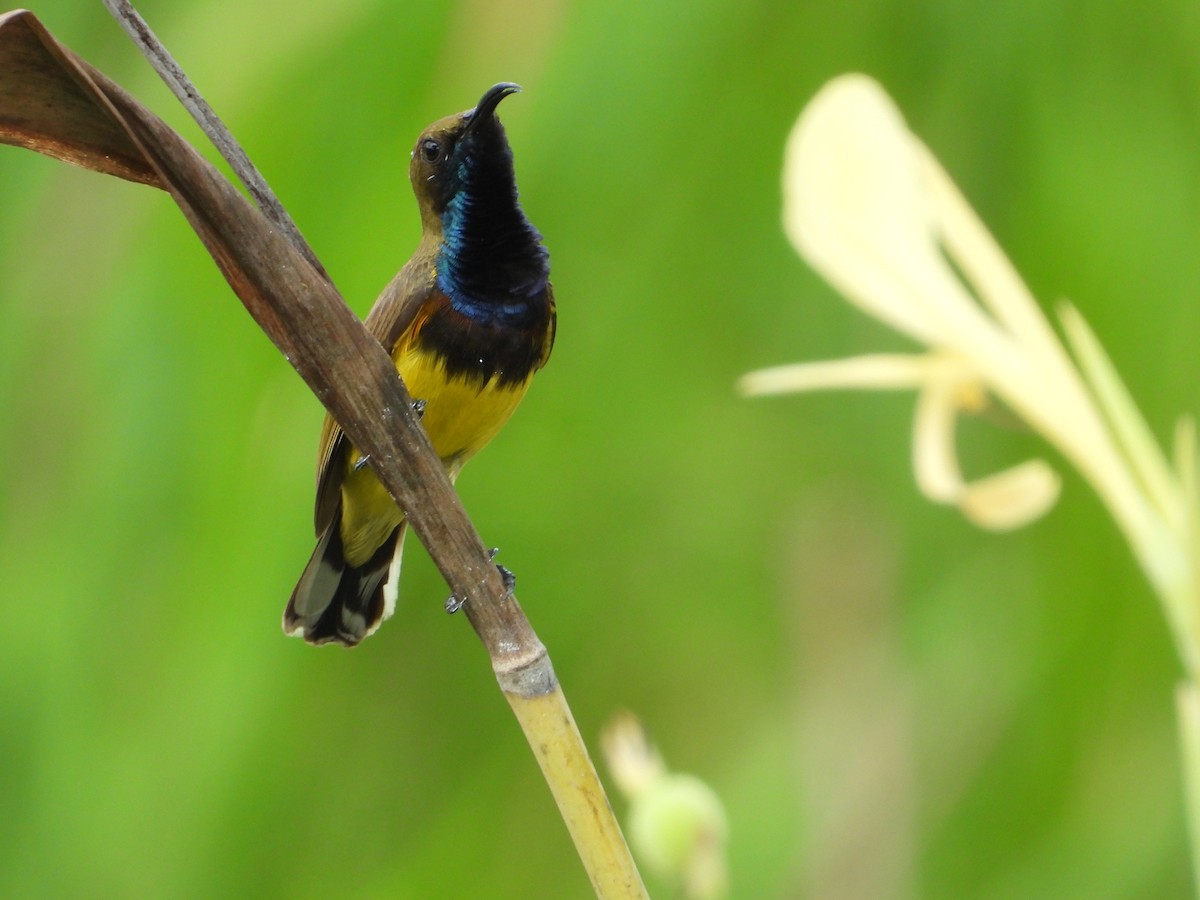 Ornate Sunbird - ML624246301