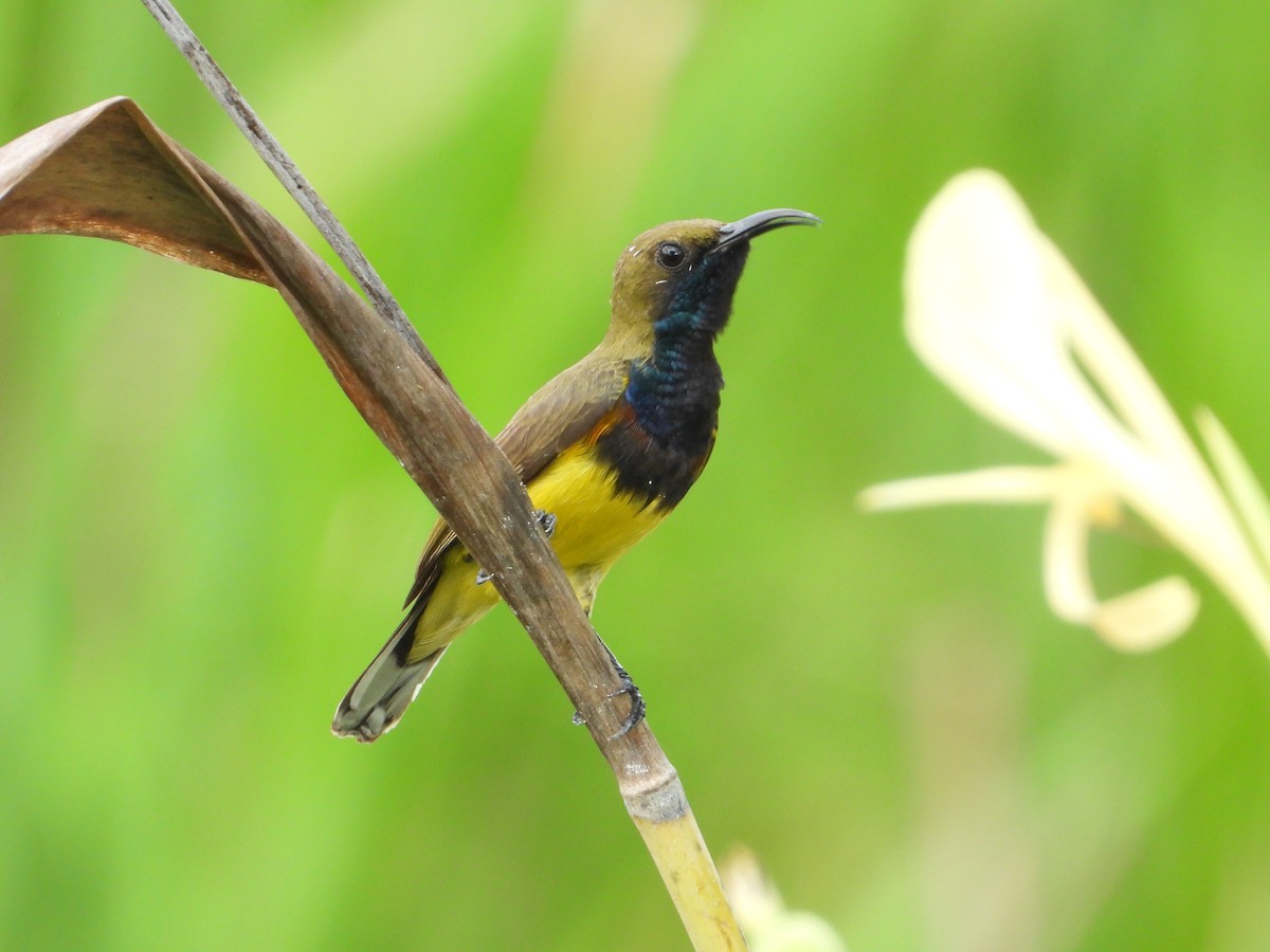 Ornate Sunbird - ML624246302