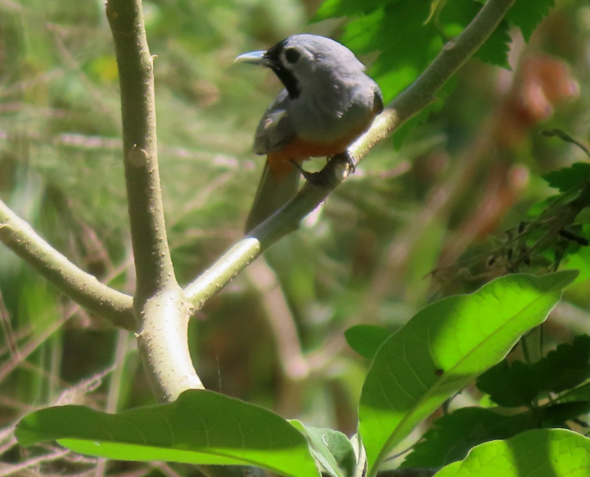 Black-faced Monarch - ML624246303