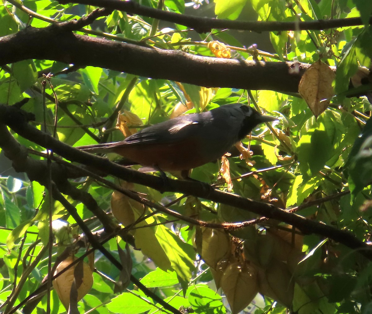 Black-faced Monarch - ML624246306